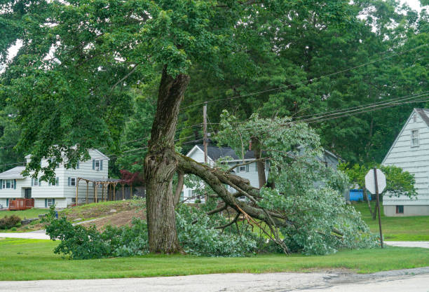 Best Tree Pruning Services  in USA